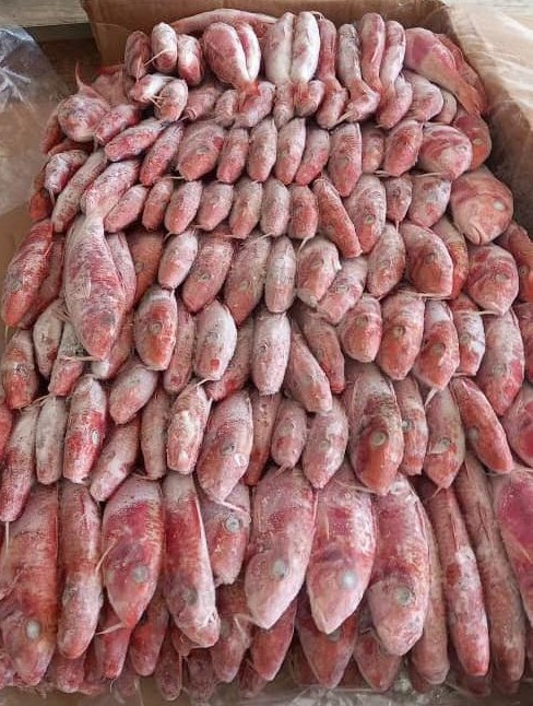 سمك بربون مجمد