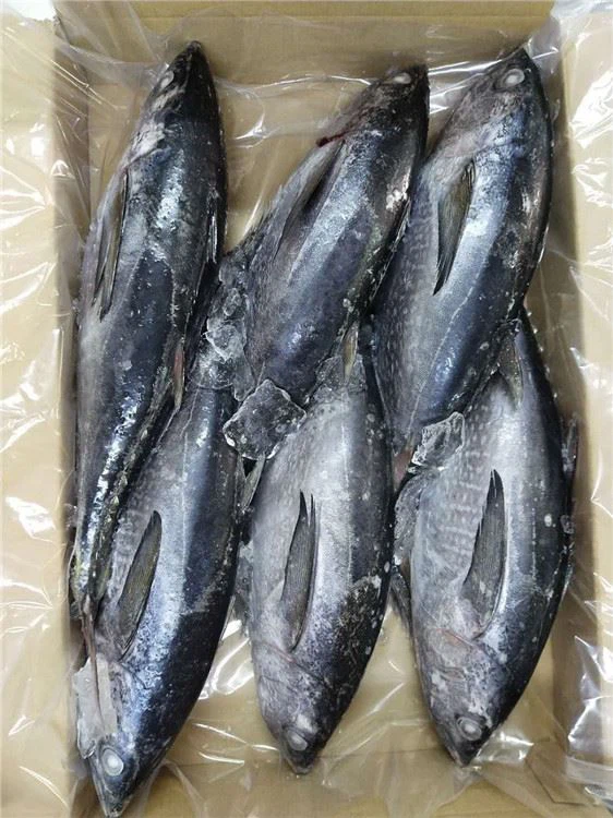 تونة مجمدة